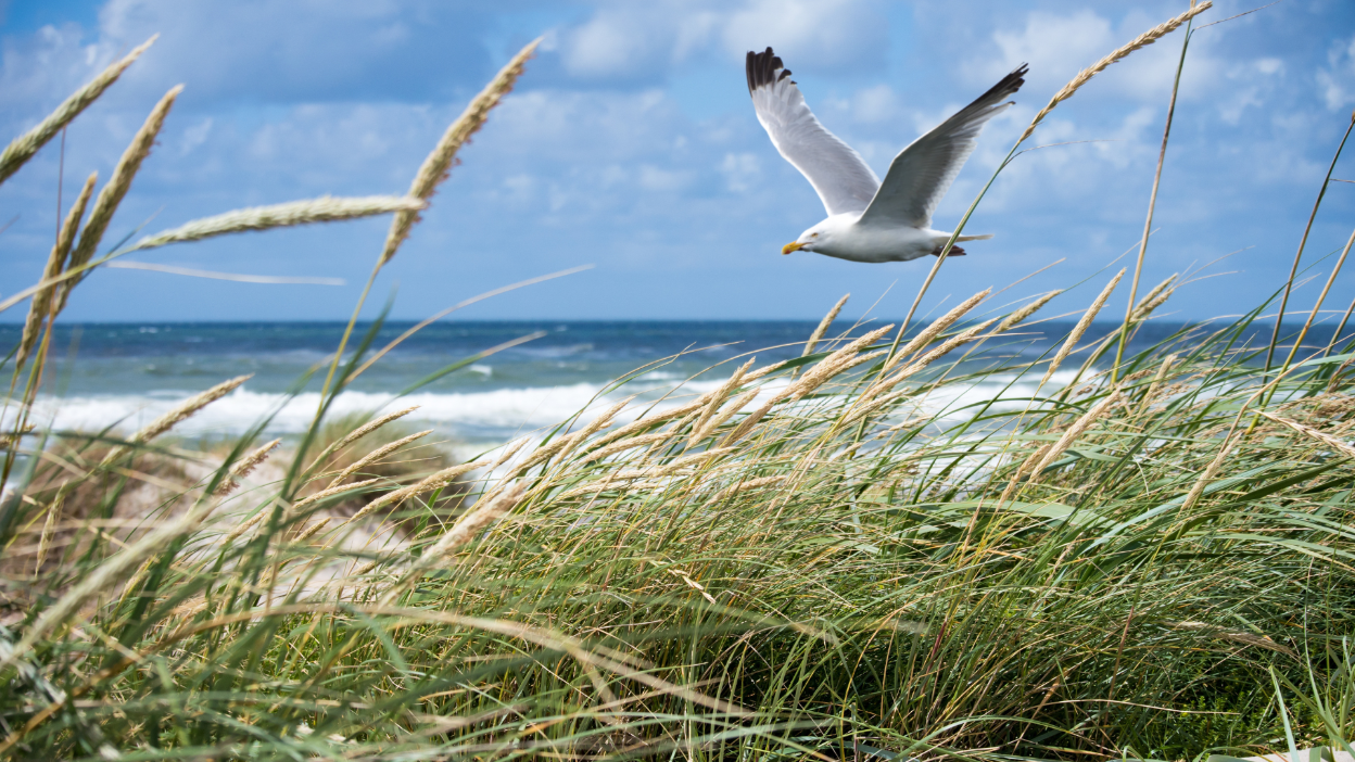 texel
